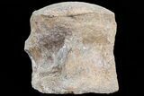 Mosasaur (Platecarpus) Caudal Vertebra - Kansas #73696-3